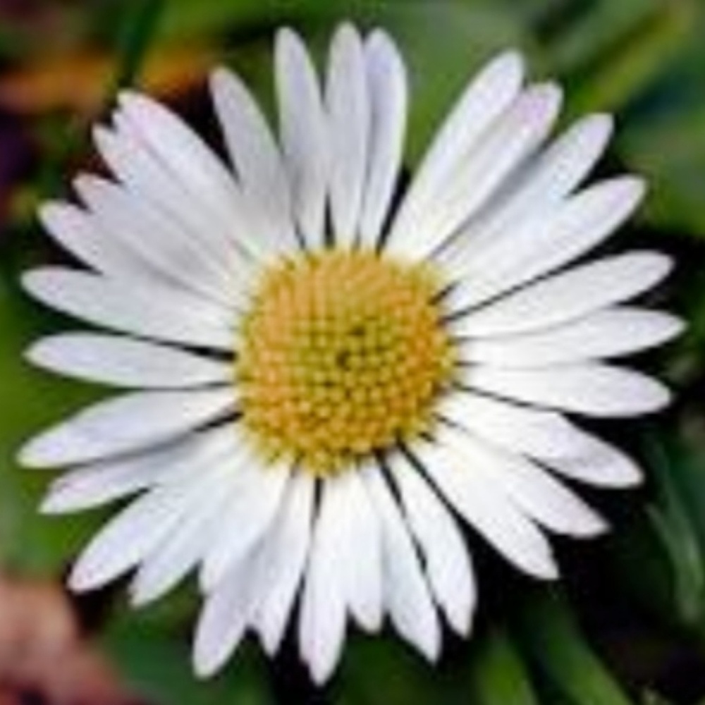 Meet your Posher, Daisy